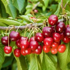 5038838001352 1 Cherry Prunus Stella Bush Colt 12L.jpg